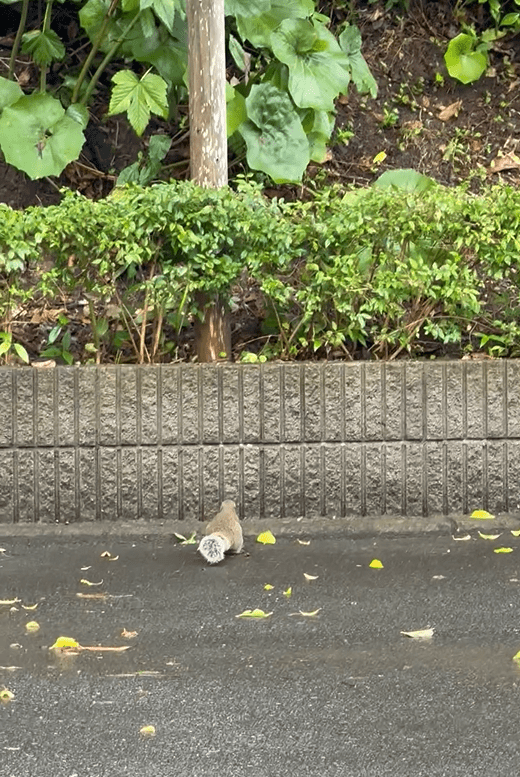 小さな訪問者１