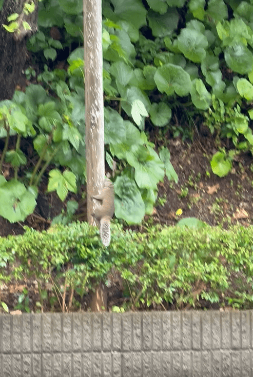 小さな訪問者２