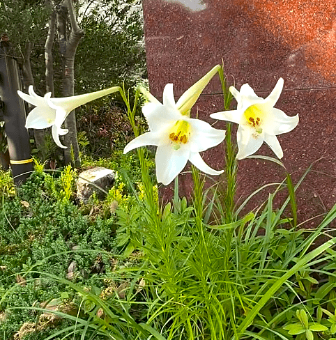 暑い夏に咲くお花たち🌺