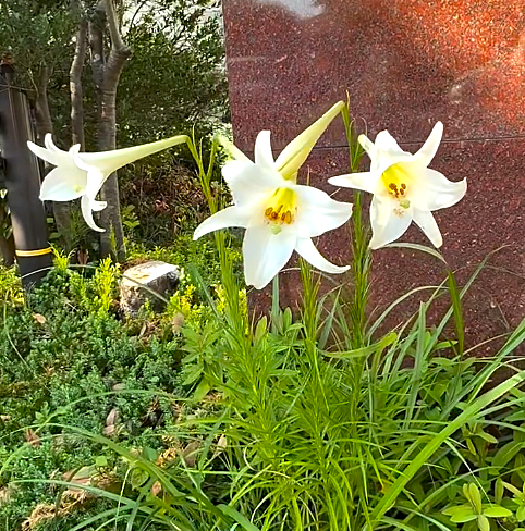 暑い夏に咲くお花たち🌺