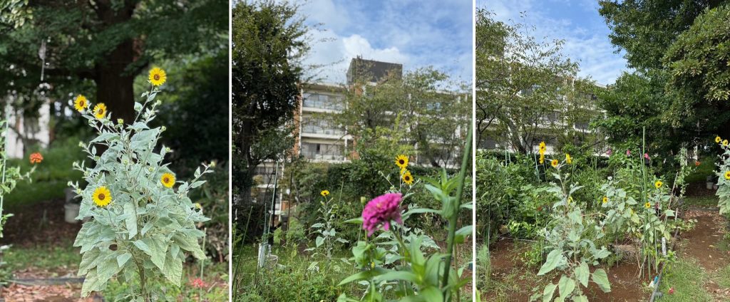 菜園サークル１