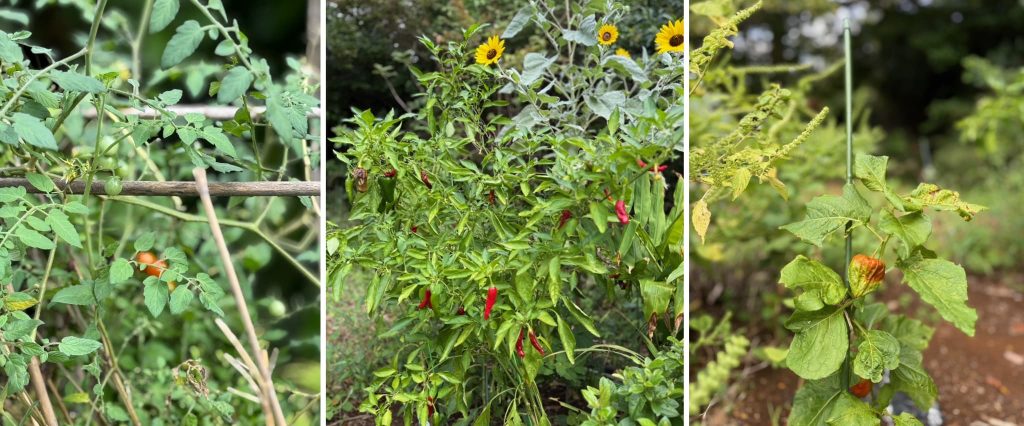 菜園サークル２