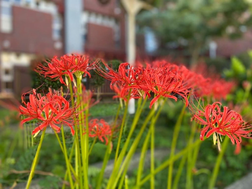 敷地内の彼岸花２