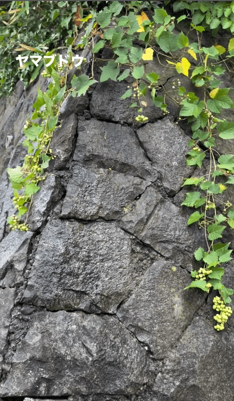 ヤマブドウ３