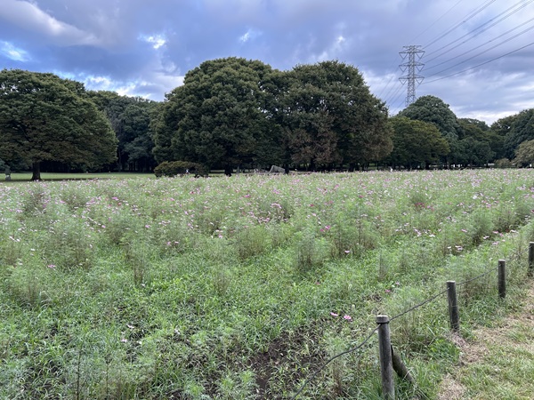 小金井公園散歩６