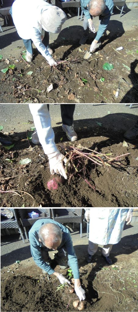 さつまいも掘り２