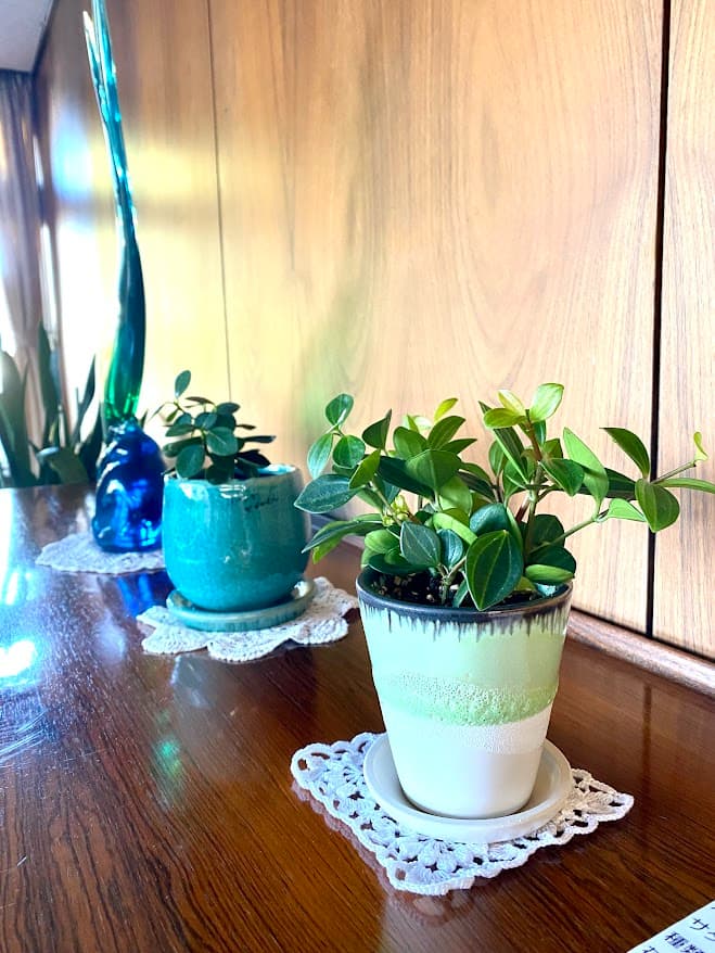 マンションの植物たち３