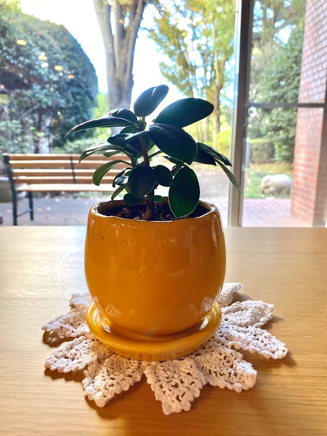 マンションの植物たち２