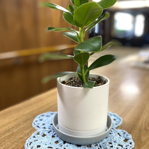 健気なグリーン達🌿