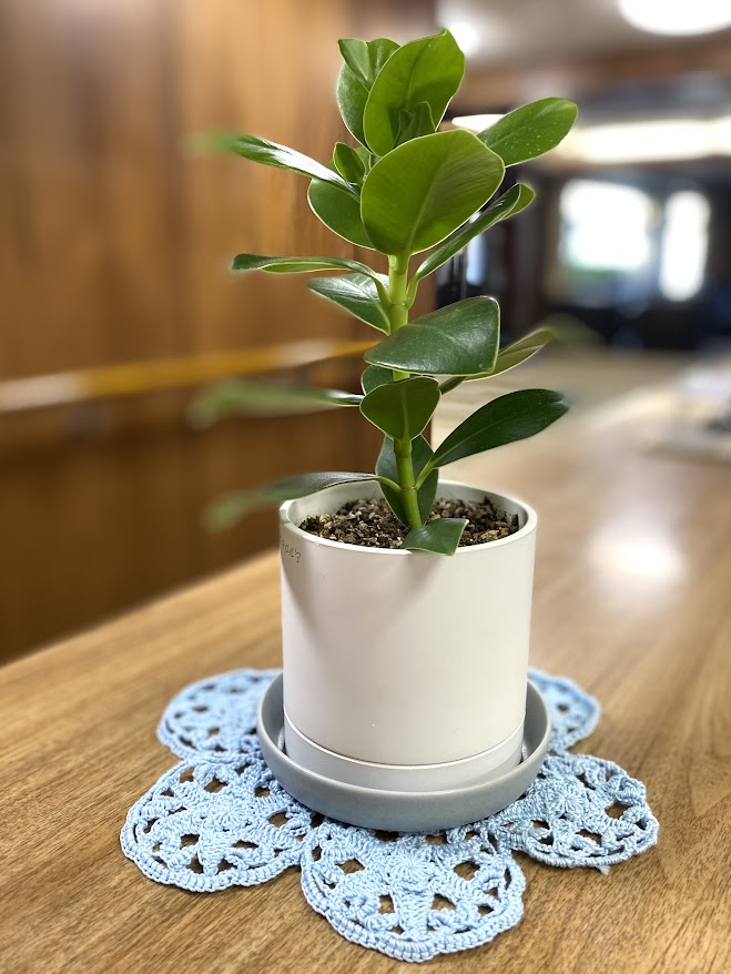 健気なグリーン達🌿