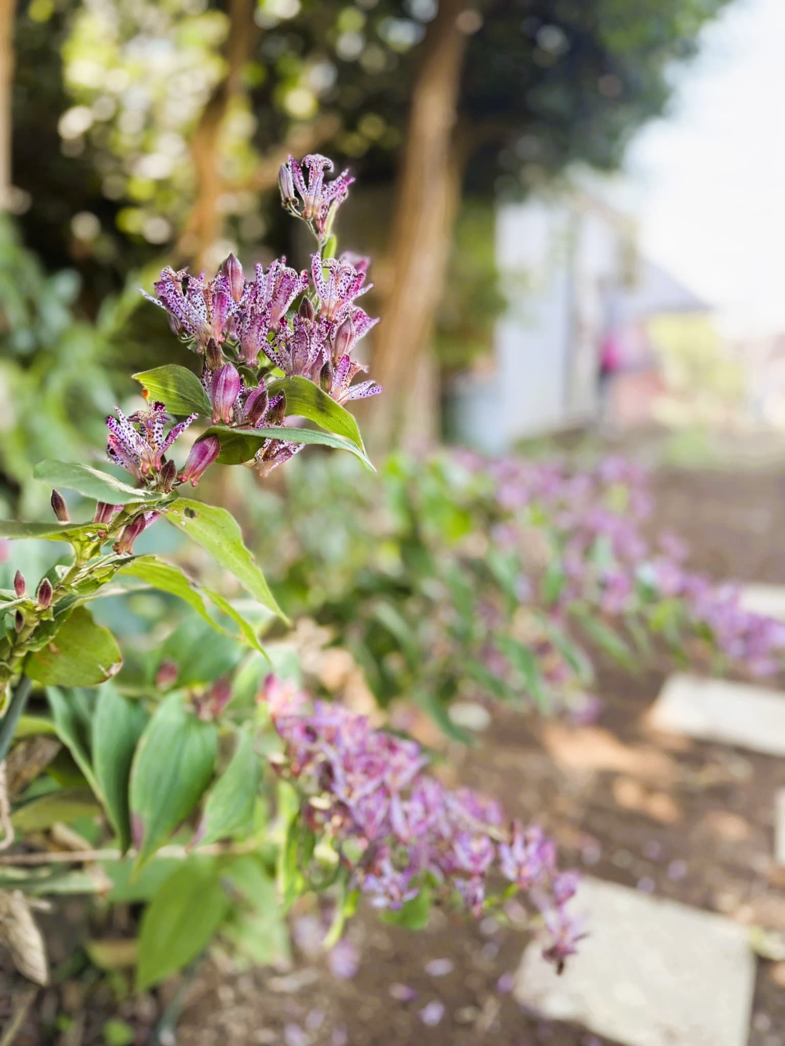 江戸東京たてもの園 お散歩♪
