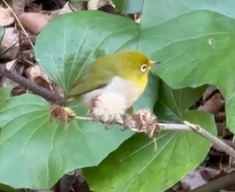 メジロのお食事