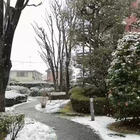 春の雪❄️
