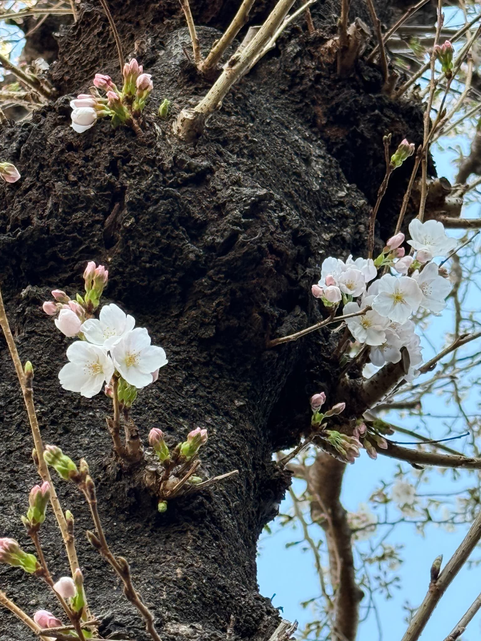 🌸桜の季節🌸